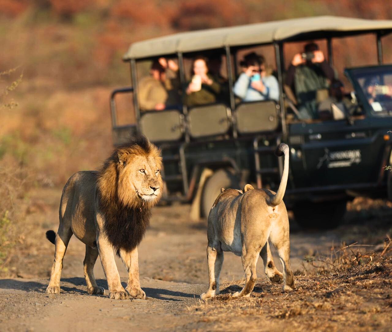Big 5 Safari: Lions