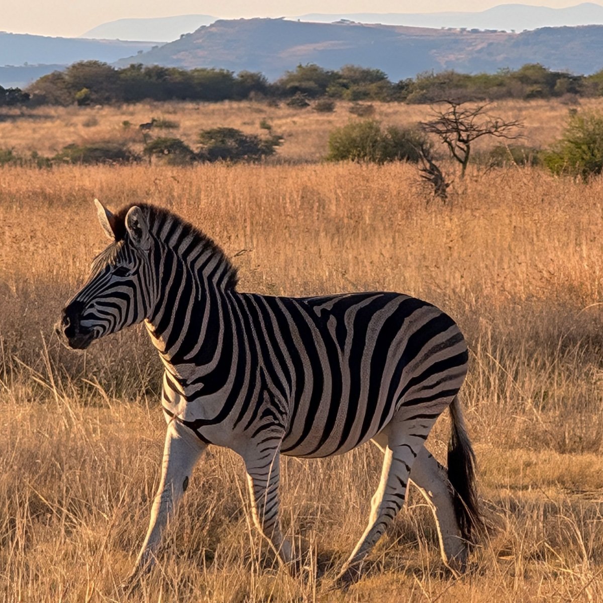 zebra