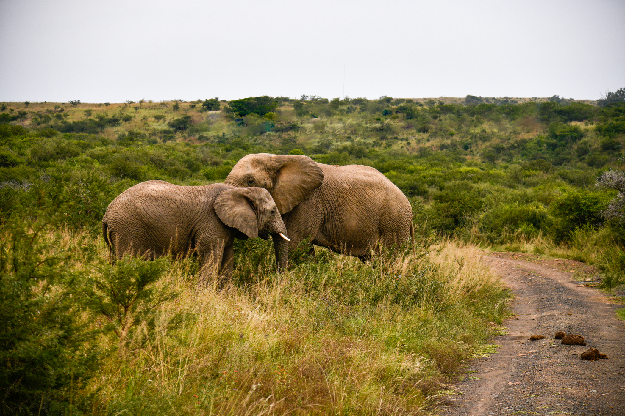 Big 5 Safari: Elephants