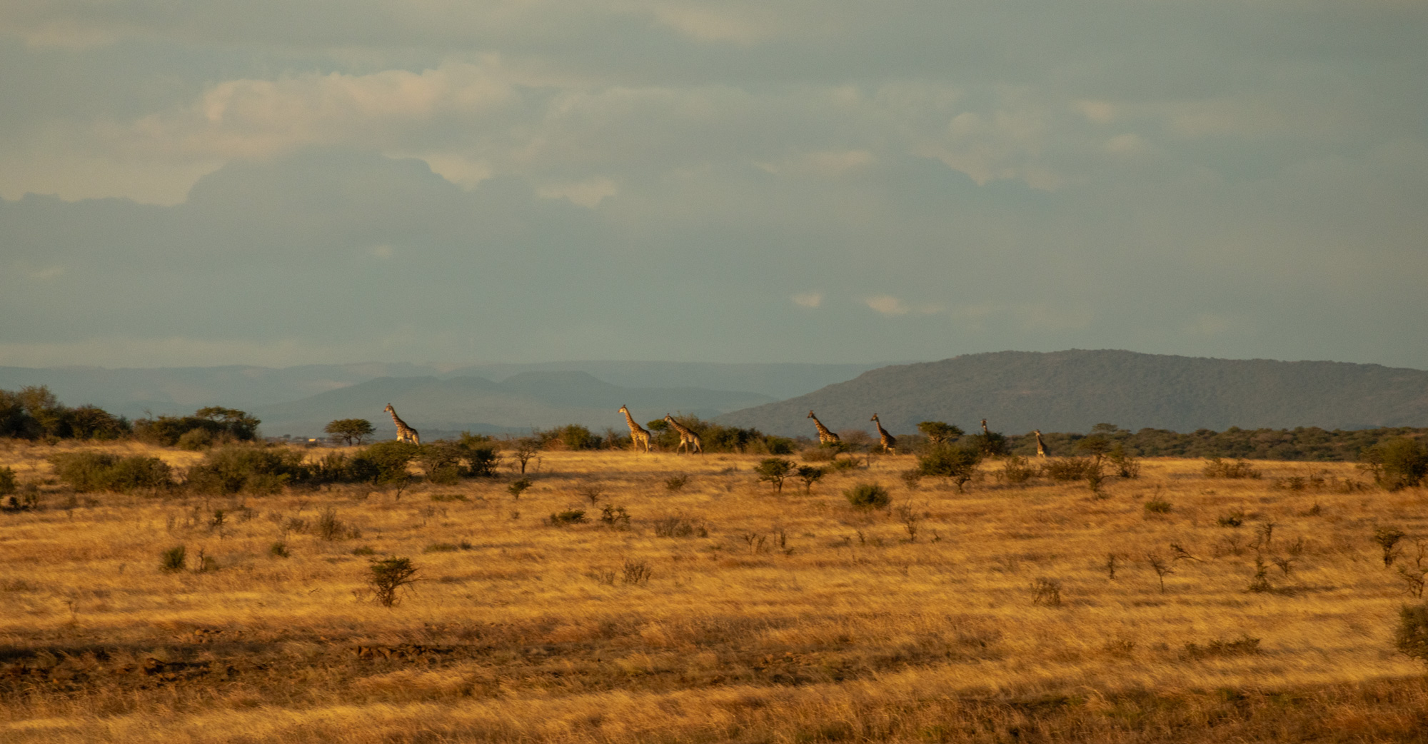 giraffes-2 giraffes-2